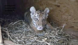 Video: Hy hữu cảnh hổ 'vui vẻ chơi đùa' cùng chó và chồn